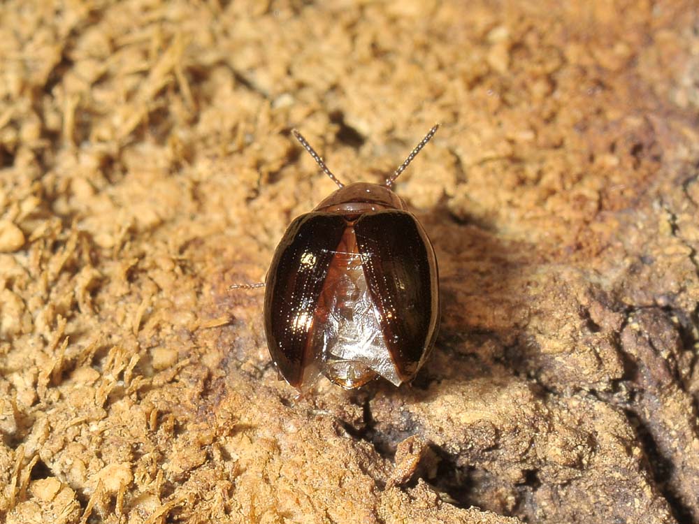 Scaphidema metallicum (Tenebrionidae)